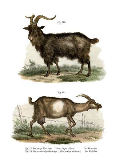 الماعز المحلي ، 1860 بواسطة المدرسة الألمانية